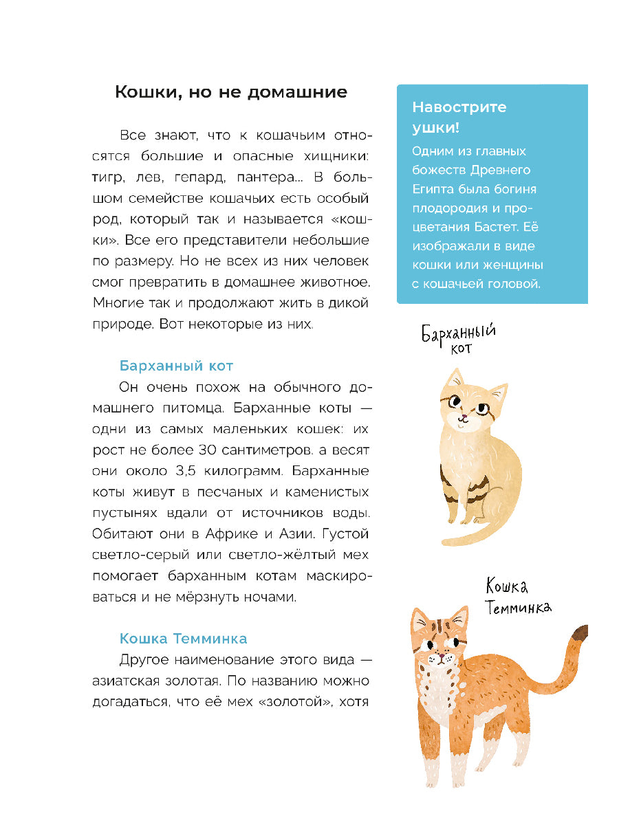 Хочу котенка! Je pense que c'est possible pour vous de prendre des photos