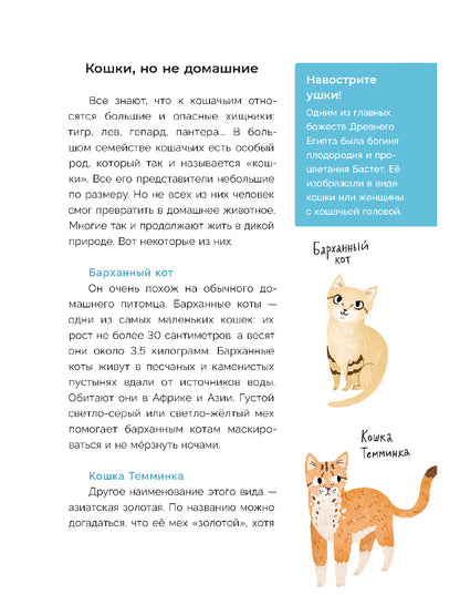 Хочу котенка! Je pense que c'est possible pour vous de prendre des photos
