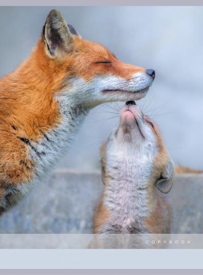 Тетрадь для коспектов 80л,А4,Лисьи нежнос,Т4804743