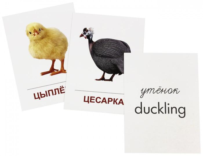 Démonstration de cartes de la SУПЕР Maison et décoration.16 parties de cartes avec texte