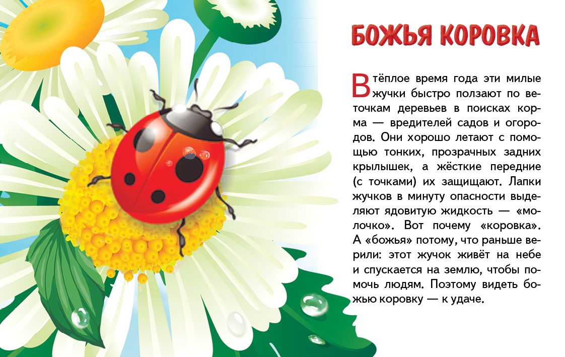 Карточки. Насекомые ; Карточки. Насекомые