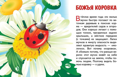 Карточки (европодвес). Насекомые ; Карточки (европодвес). Насекомые