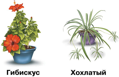 Комнатные растения и уход за ними. Демонстрационный материал.