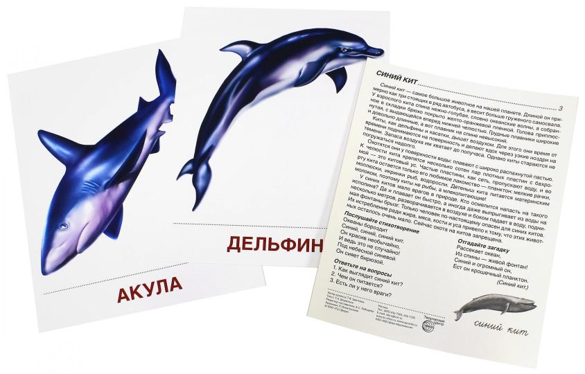 Démonstrateur. Cartes "Мир морей" (173х220мм)