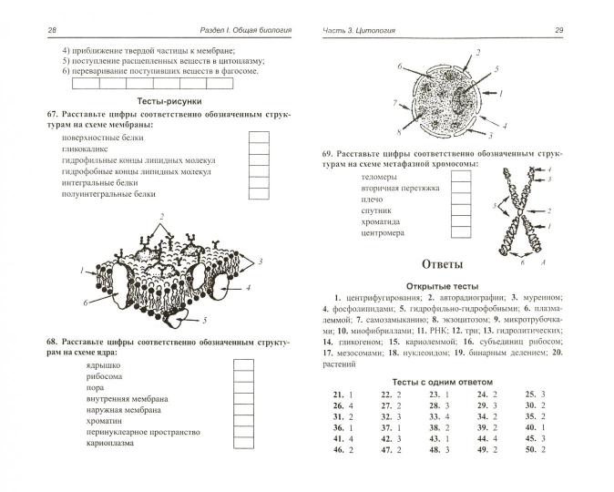 Биология.10-11 классы:школ.программа в тестах