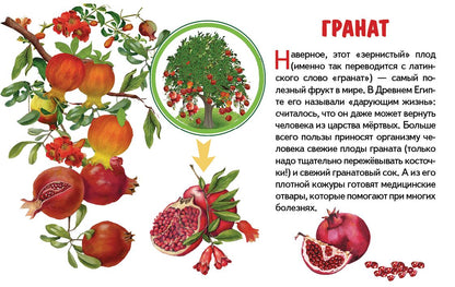 Карточки. Фрукты ; Карточки. Фрукты