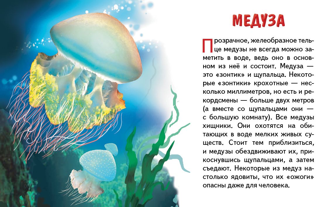 Карточки (европодвес). Морские животные ; Карточки (европодвес). Морские животные