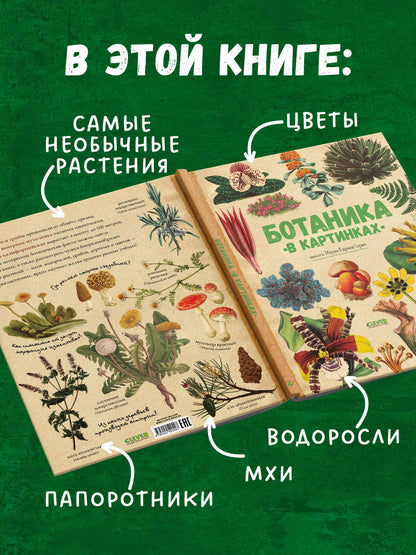 Удивительные энциклопедии. Ботаника в картинках/Сория К.
