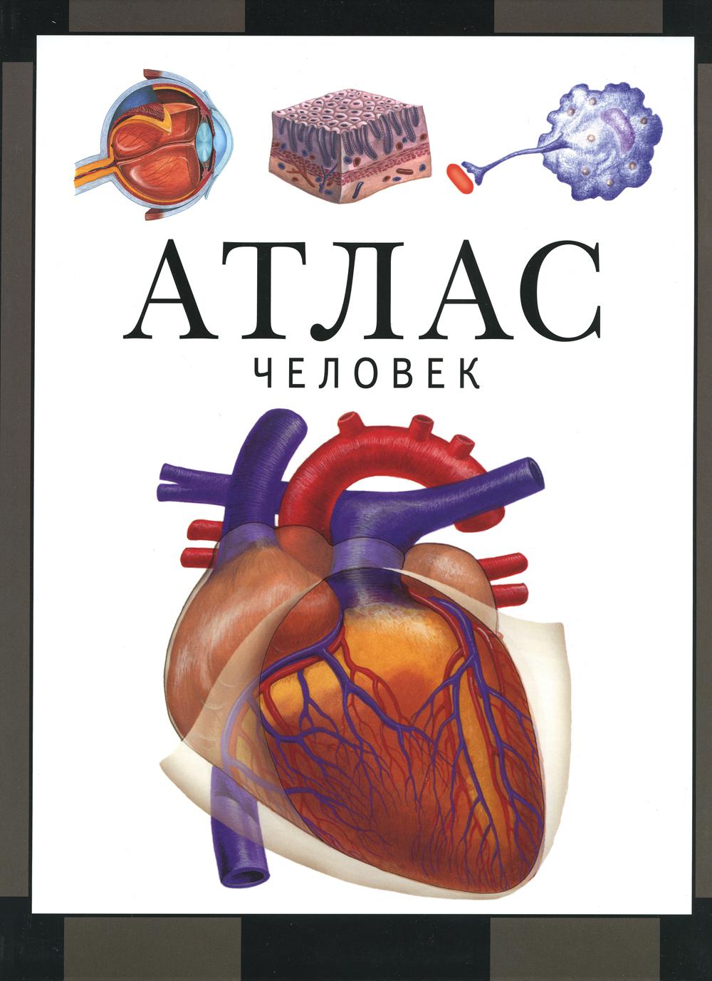 Человек : атлас (2-е, стереотипное)