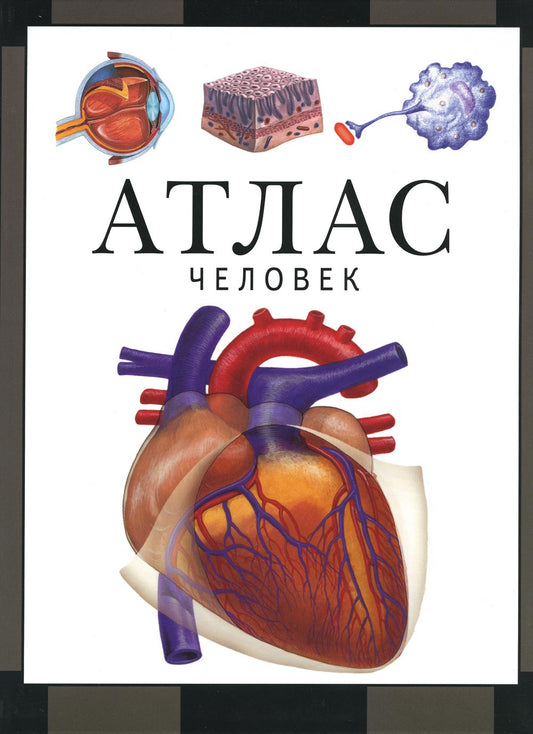 Человек : атлас (2-е, стереотипное)