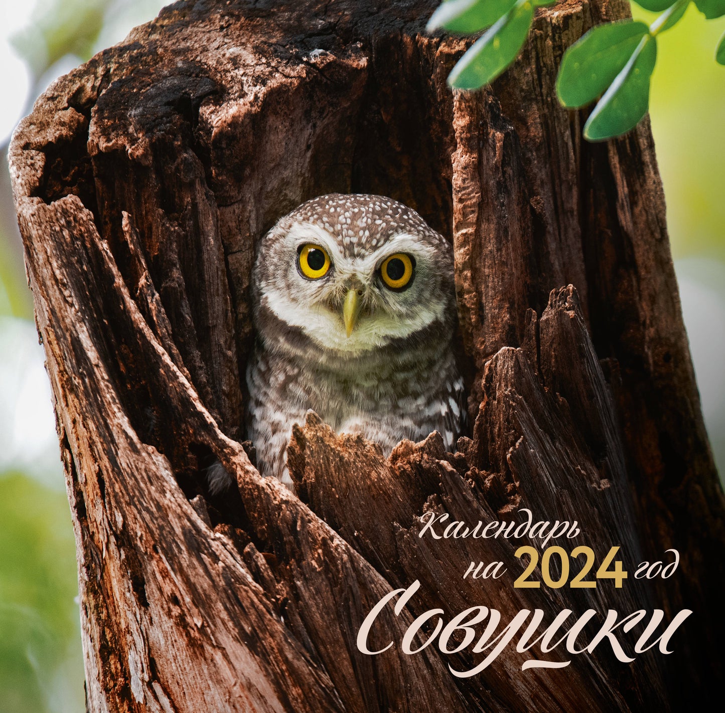 Совушки. Calendrier pour l'année 2024 (300x300 mm)