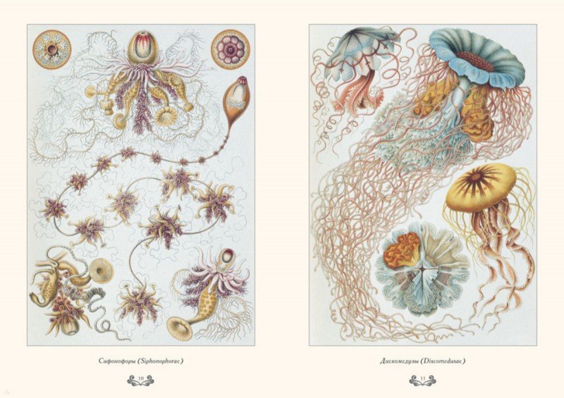 Красота форм в природе. иллюстрации Э. Геккель