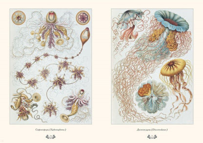 Красота форм в природе. иллюстрации Э. Геккель