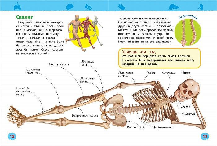 Тело человека (Энциклопедия для детского сада)