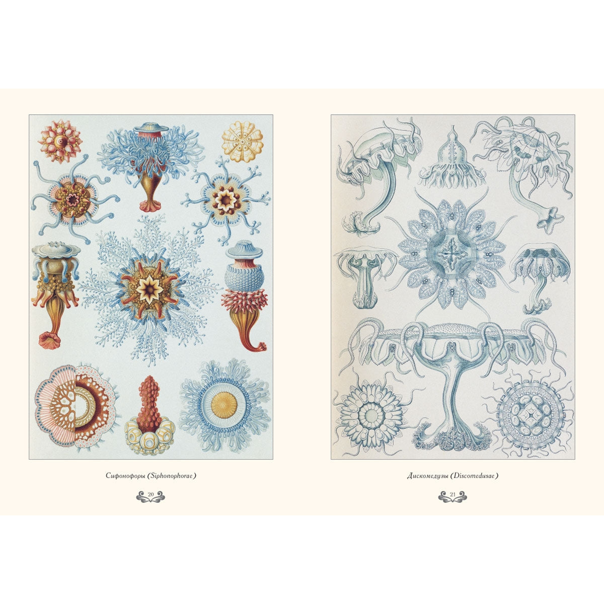 Красота форм в природе. иллюстрации Э. Геккель