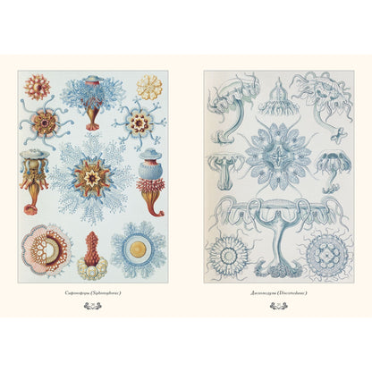 Красота форм в природе. иллюстрации Э. Геккель