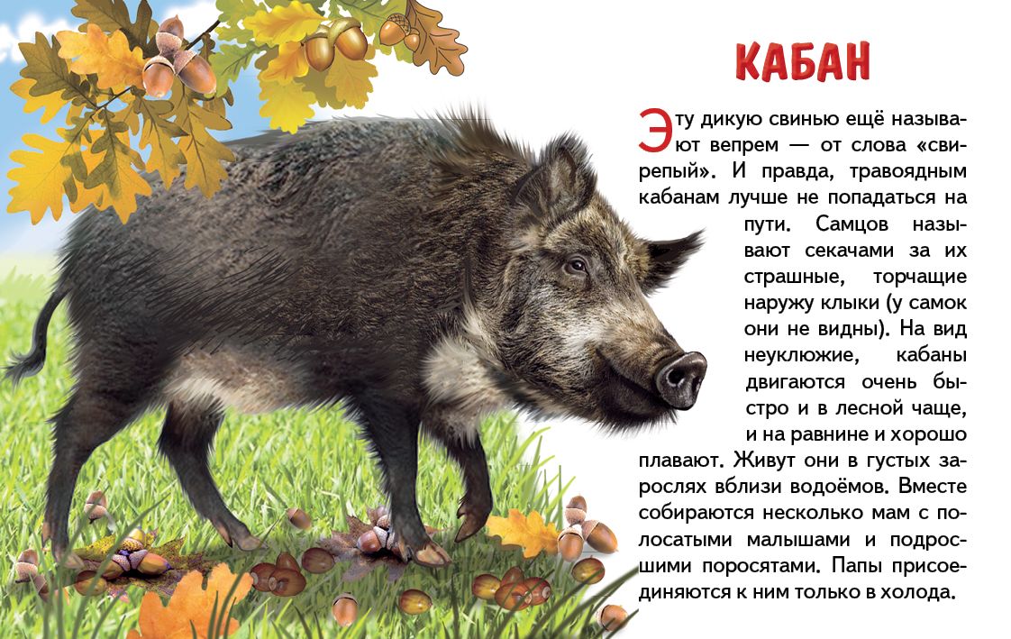 Cartes. Животные России ; Cartes. Животные России
