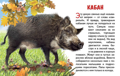 Cartes. Животные России ; Cartes. Животные России