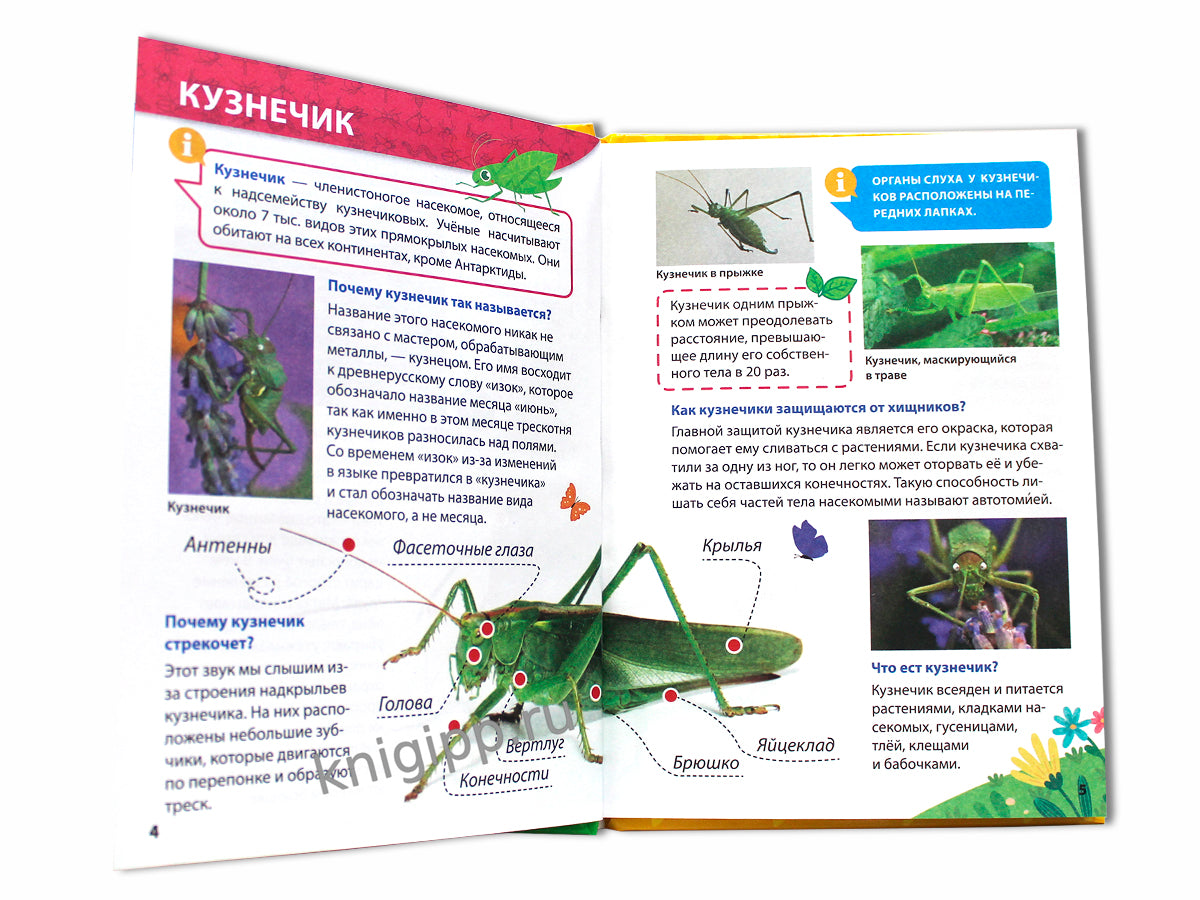 ЭНЦИКЛОПЕДИЯ ДЛЯ МАЛЕНЬКИХ ПОЧЕМУЧЕК. Насекомые