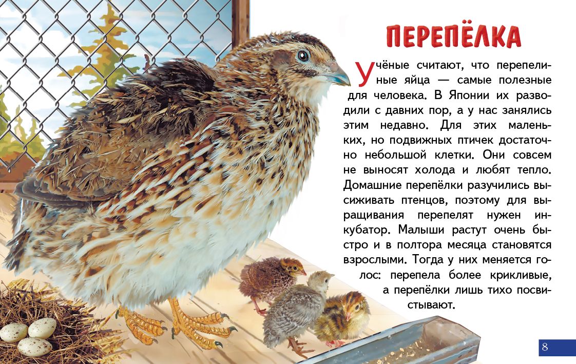Cartes. Домашние птицы ; Cartes. Домашние птицы
