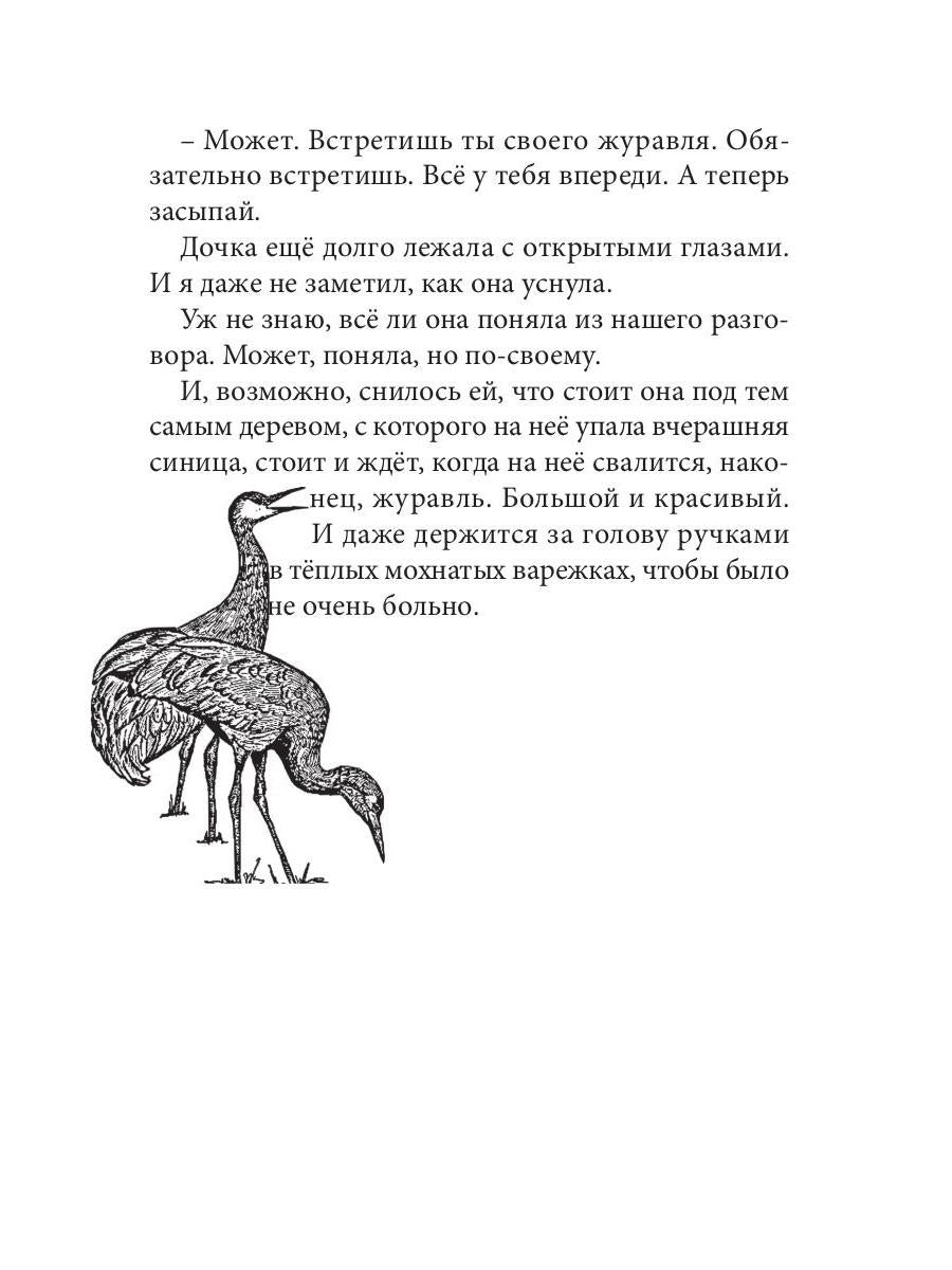 Огненные чайки: скази и истории о птицах