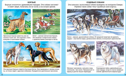 Домашние питомцы