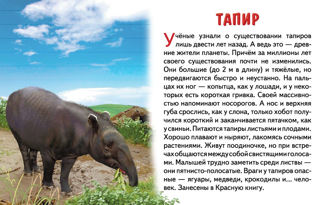 Cartes. Животные Южной Америки ; Cartes. Les jeunes Américains