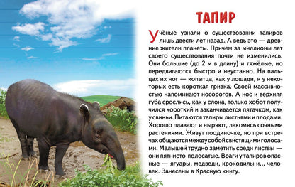 Cartes. Животные Южной Америки ; Cartes. Les jeunes Américains