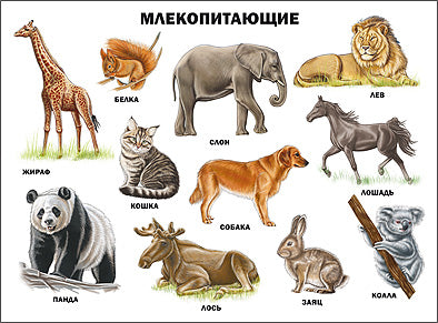 ПЛАКАТ. МЛЕКОПИТАЮЩИЕ