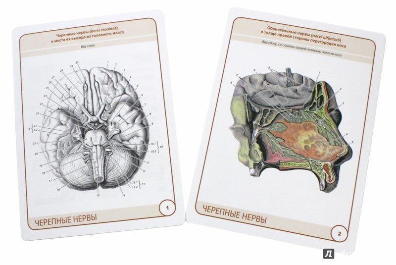 Анатомия человека: карточки. (26 шт). Черепные нервы. Вегетативная нервная система