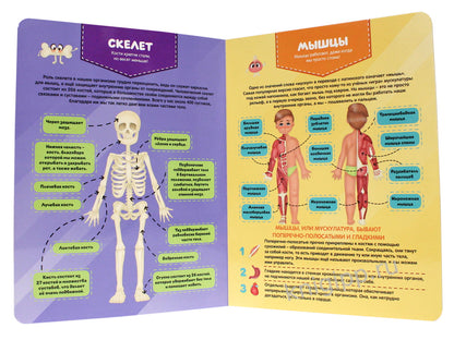 МАКСИ 235х310 7 разворотов книги на CARTONе. C'est un téléphone. Atlas national d'anatomie