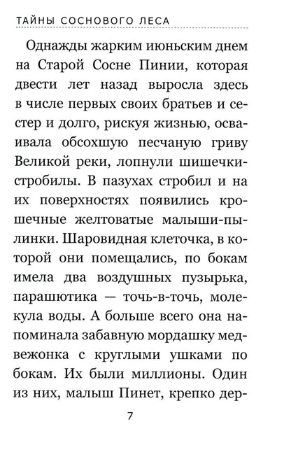 Тайны соснового леса
