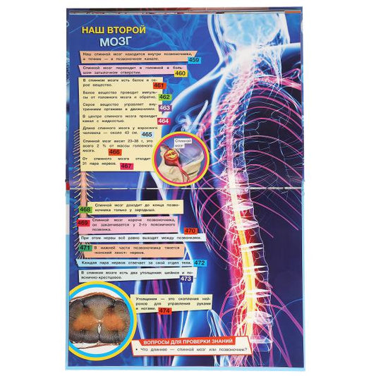 "УМКА". ТЕЛО ЧЕЛОВЕКА. 1000 ФАКТОВ. ЭНЦИКЛОПЕДИЯ А4. 197Х255ММ, 96 СТР. ТВ.ПЕРЕПЛЕТ, ФОЛЬГАв кор14шт