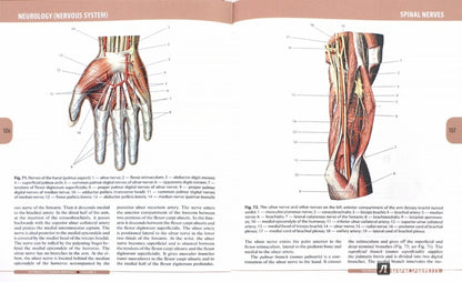 Textbook of Human Anatomy. In 3 vol. Vol. 3. Nervous system. Esthesiology (в качестве учебника для студентов учреждений высшего профессионального образования, обучающихся по специальностям «Лечебное дело», «Педиатрия» по дисциплине «Анатомия»)