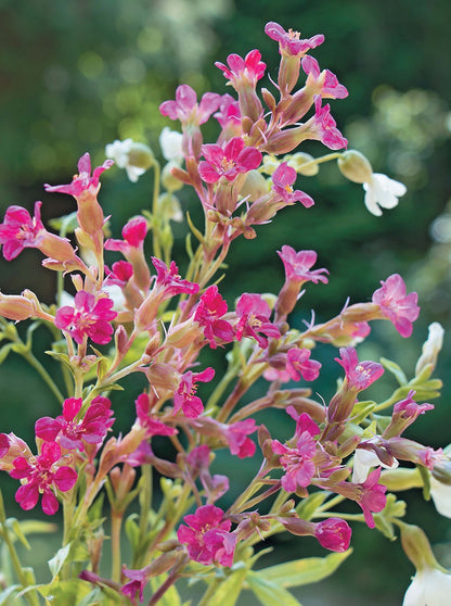 Полевые цветы из полимерной глины..: Подробные мастер-classe Е. Королёва.