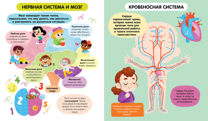 Удивительные энциклопедии. Тело человека (мягкая обл.)
