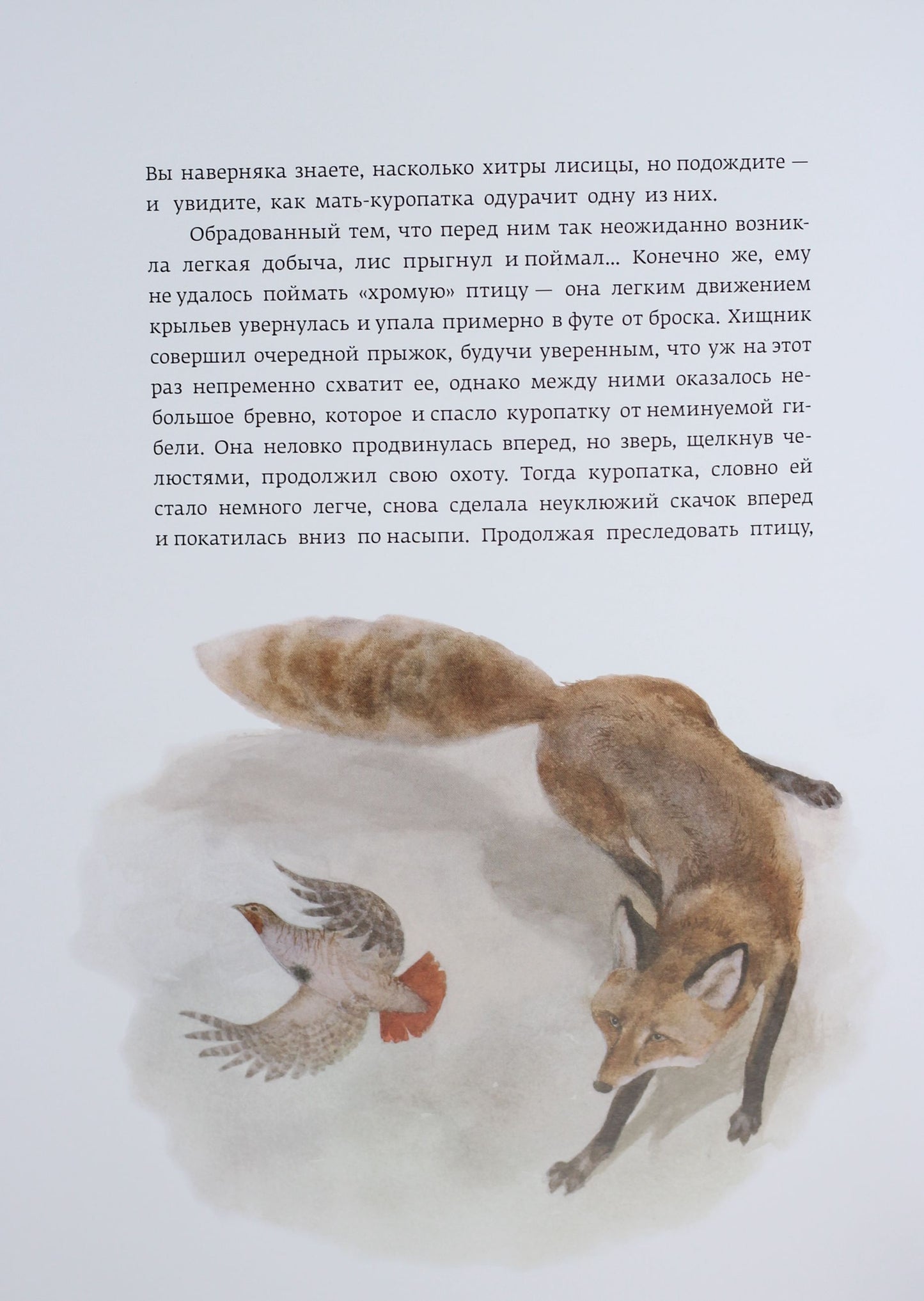 Classique dans l'histoire : Krasношейка (р)