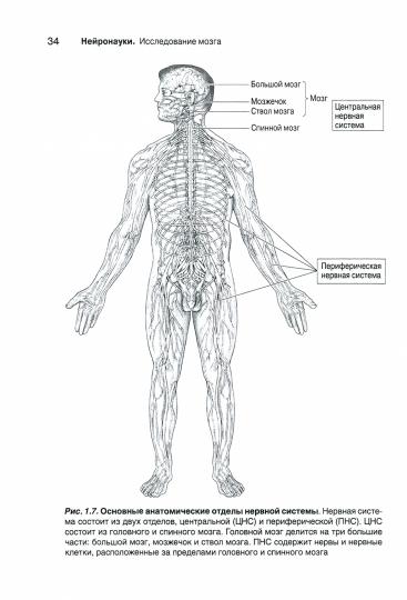 Нейронауки. Исследование мозга. À 3 т. Т. 1. Основы. 4-ème jour