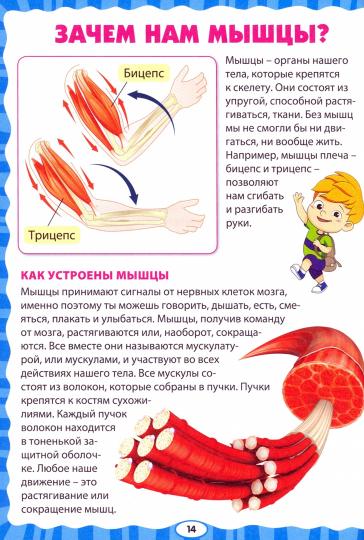 Как устроен человек. Первая энциклопедия для малышей