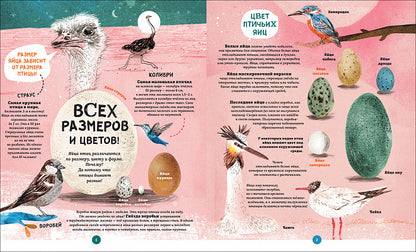 Яйца, или Гоголь-моголь для любознательных