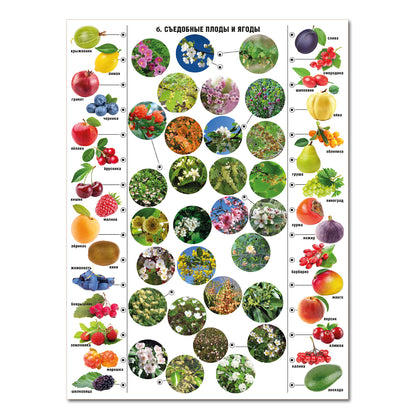 ДК.Игра Электровикторина "Живая природа" арт.02813