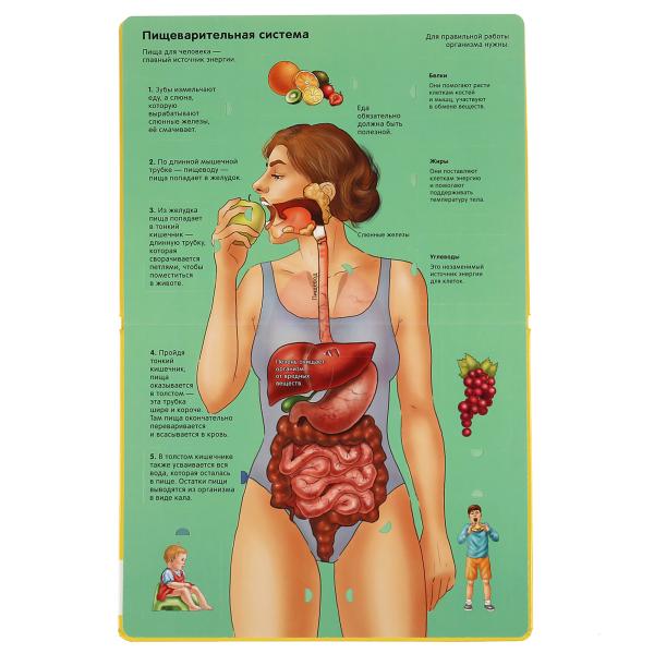 "УМКА". ТЕЛО ЧЕЛОВЕКА. 100 ОКОШЕК ДЛЯ МАЛЫШЕЙ. ФОРМАТ: 222Х282 ММ. ОБЪЕМ: 12 КАРТ. СТР. dans le cor.12шт