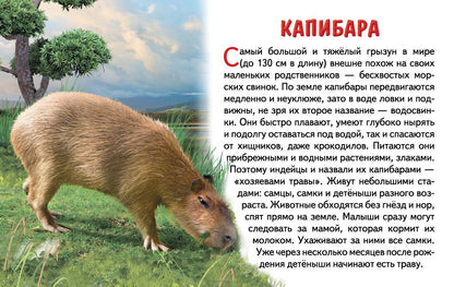 Cartes. Животные Южной Америки ; Cartes. Les jeunes Américains
