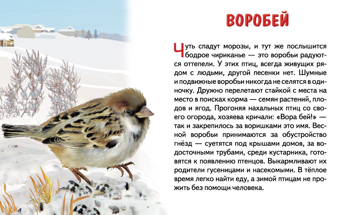Cartes. Зимующие птицы России ; Cartes. Зимующие птицы России