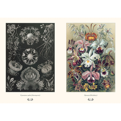 Красота форм в природе. иллюстрации Э. Геккель