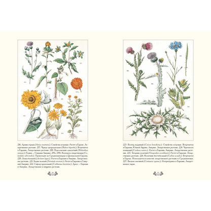 Ботанический атлас. Карл фон Гофман