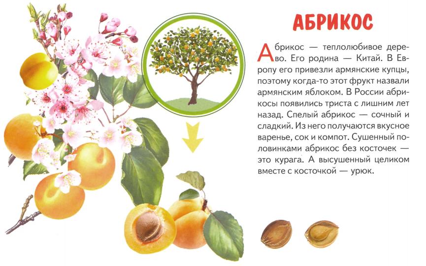 Карточки. Фрукты ; Карточки. Фрукты