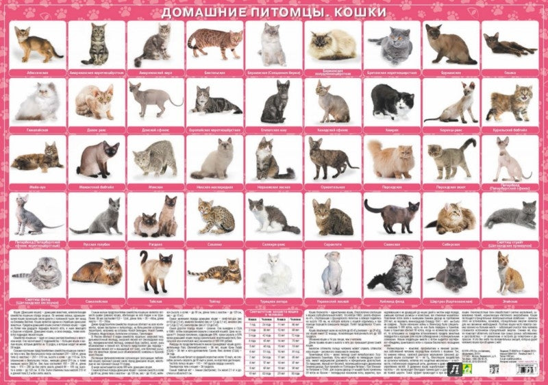 Домашние питомцы. Кошки. Настольное издание.