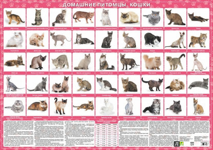 Домашние питомцы. Кошки. Настольное издание.