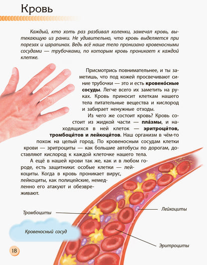 Познаём и исследуем - Человек и его тело